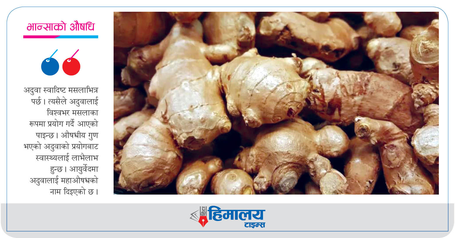 औषधीय गुणले भरिपूर्ण अदुवा