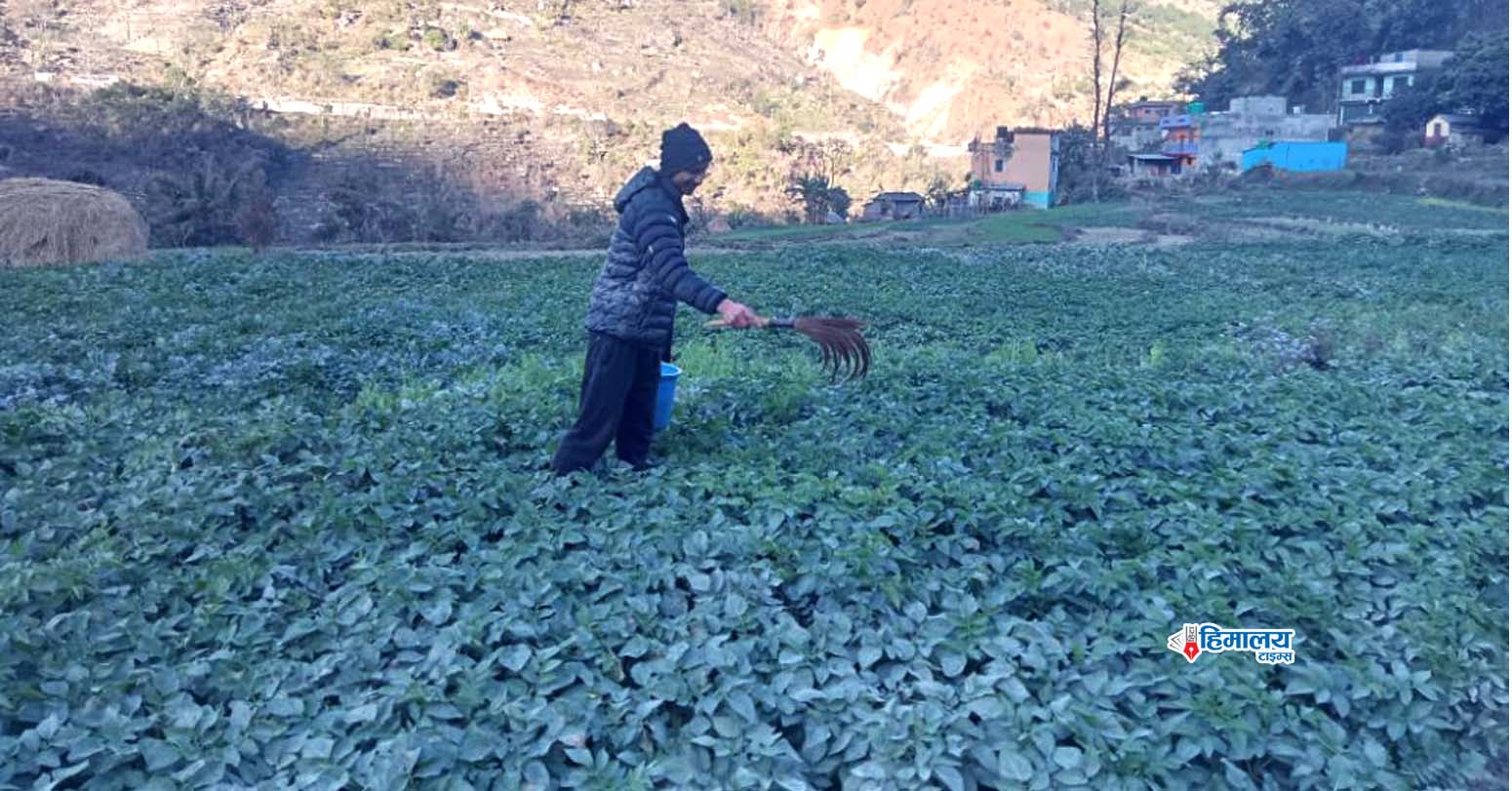 आलुमा देखियो डडुवा रोग