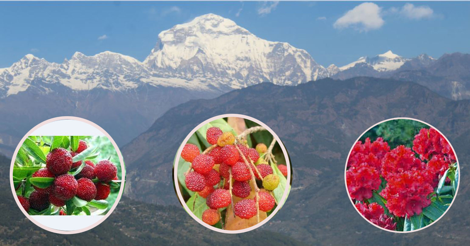 हिमाली क्षेत्रमा जलवायु परिवर्तनको असर