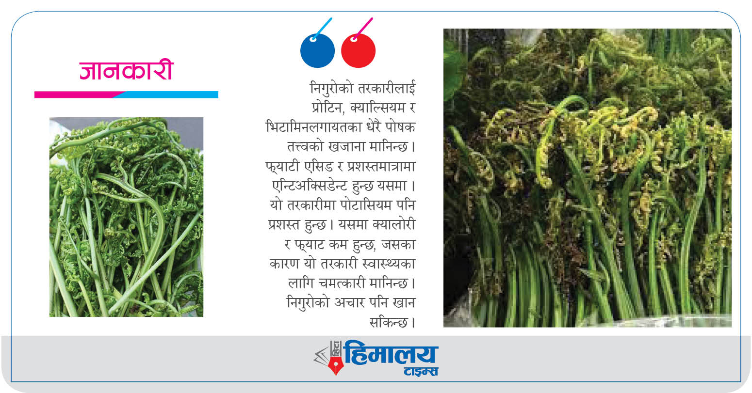 जति स्वादिलो त्यति पोषिलो निगुरो