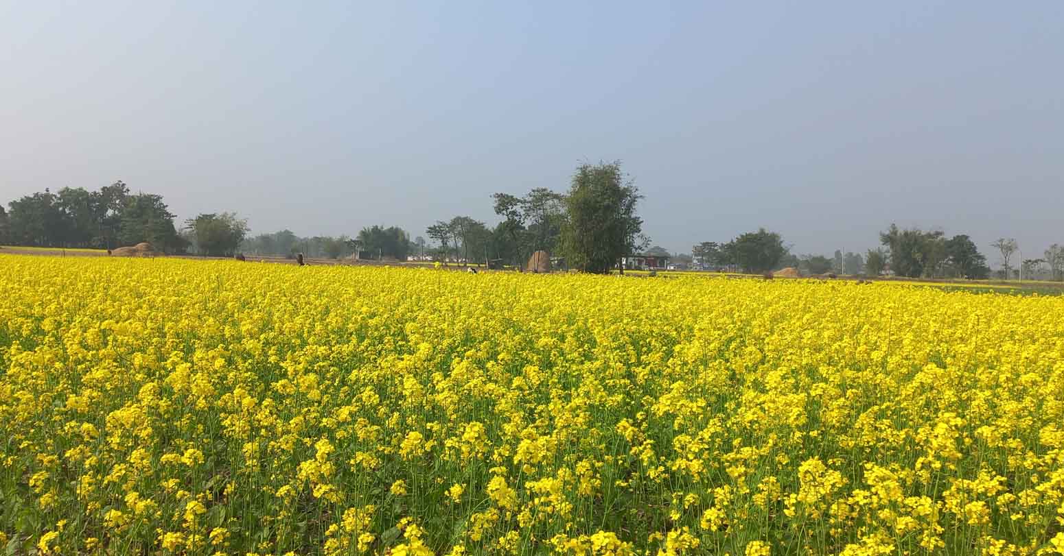 एउटै पालिकामा २५ सय बिघामा तोरी खेती