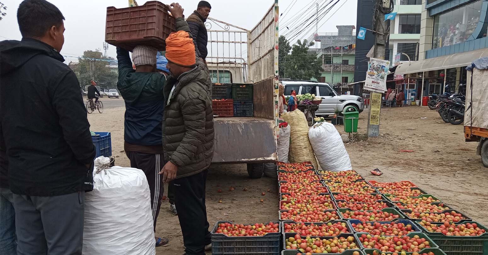 किसानलाई गोलभेँडाकाे लागत उठाउनै मुस्किल