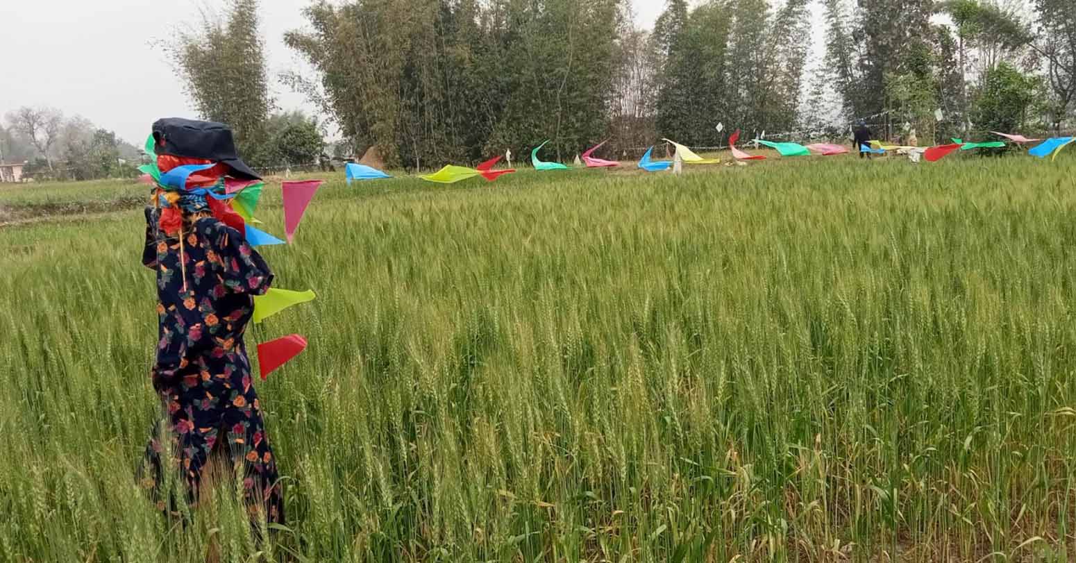 वन्यजन्तुबाट&hellip;