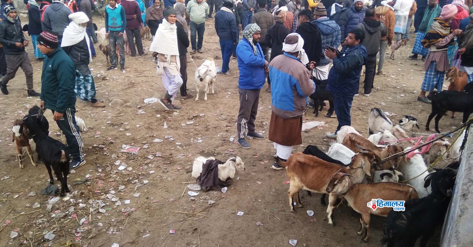 निरोगिताकाे प्रमाणपत्र विनै खसी बाख्रा विक्री वितरण