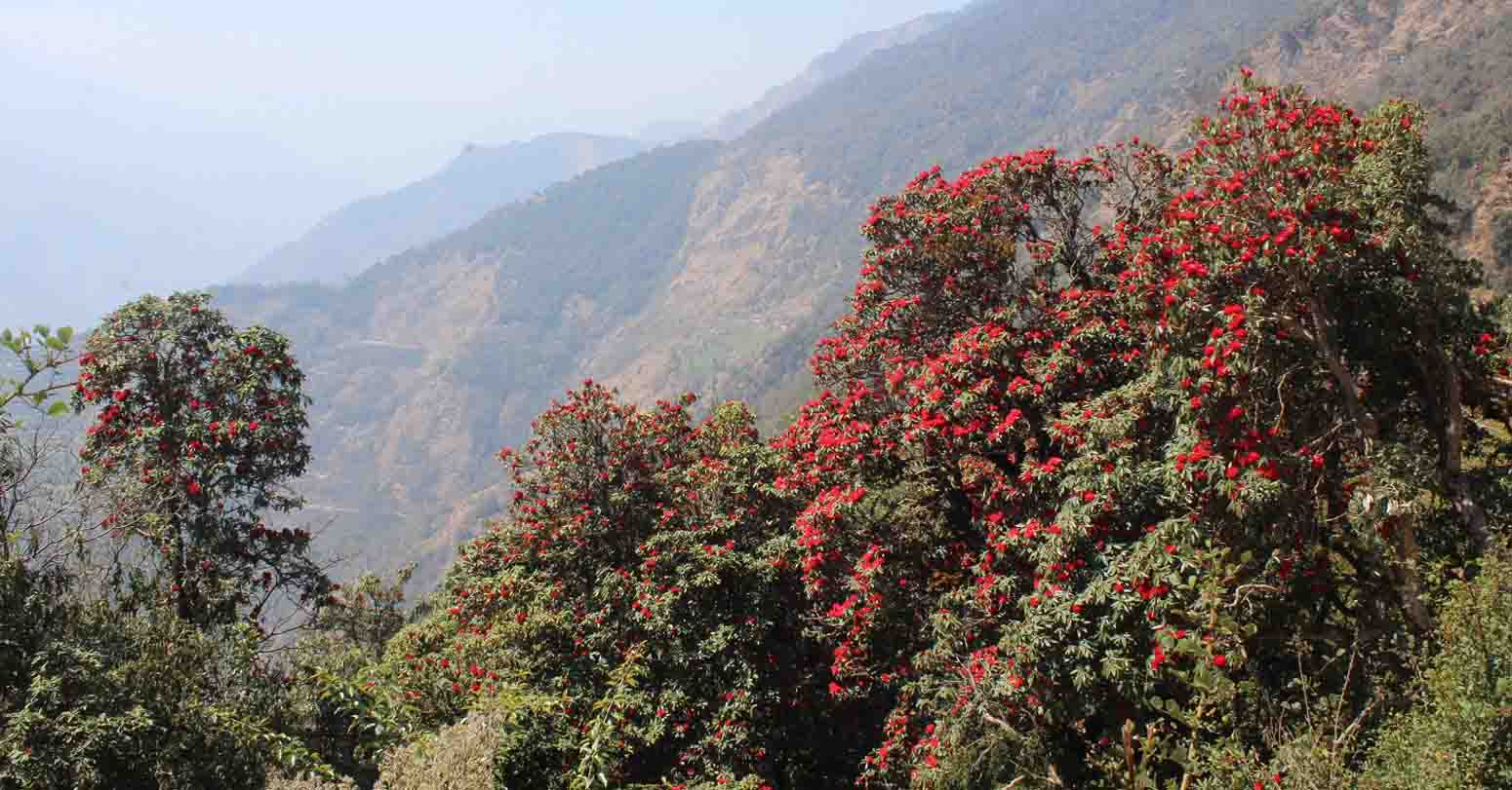 लालीगुराँससँग रमाउन जंगल उक्लिए शहरवासी