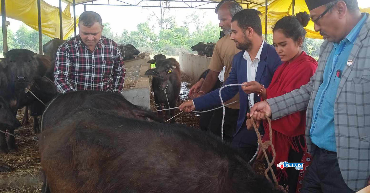 बर्दघाट नगरद्वारा कृषकलाई भैंसीको पाडी बितरण