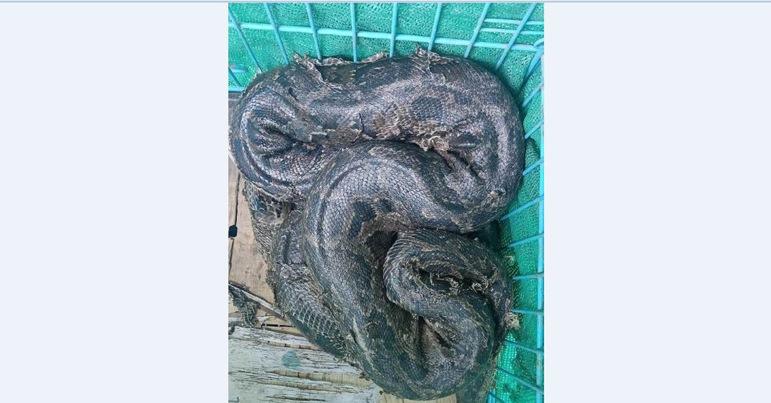 तनहुँमा आठ फिट लामो अजिङ्गरको उद्धार