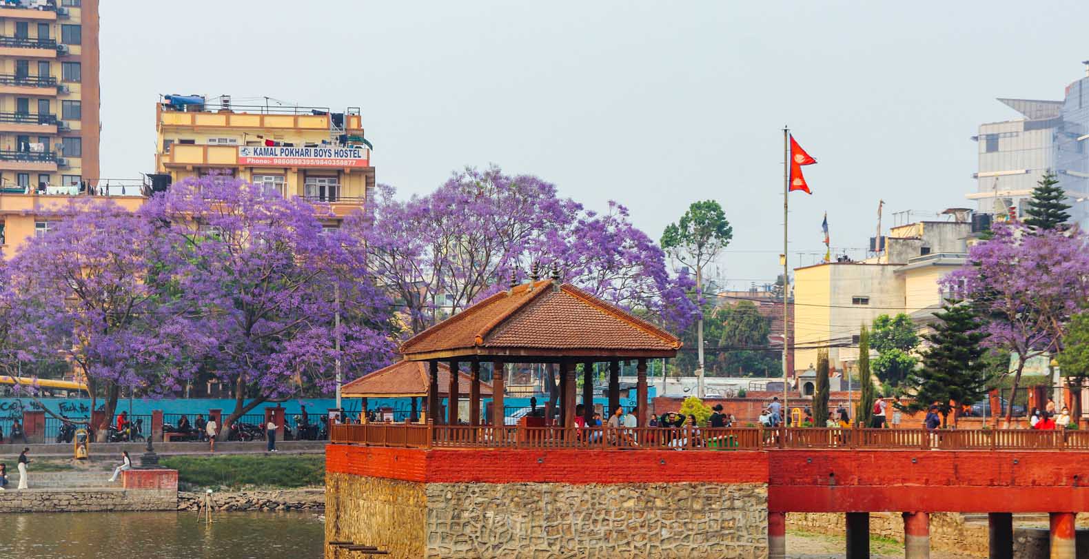 ढकमक्क ज्याकाराण्डा (फोटोफिचर)