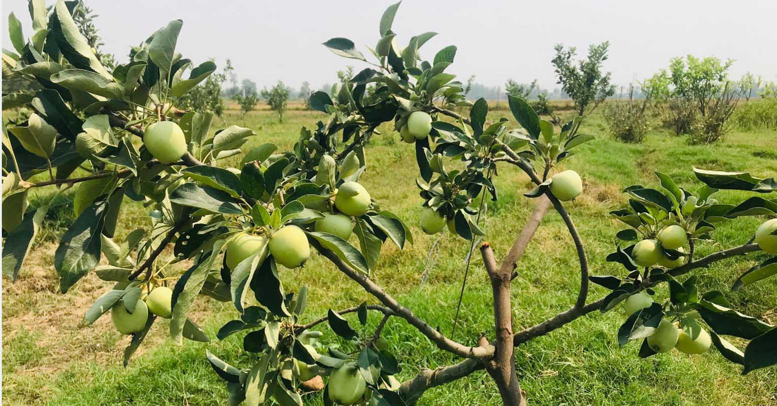 तराईको गर्मीमा पनि फल्यो लटरम्म स्याउ