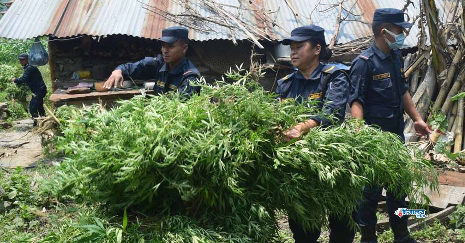 म्याग्दीको पिपलबोटमा गाँजा फडानी र नष्ट अभियान