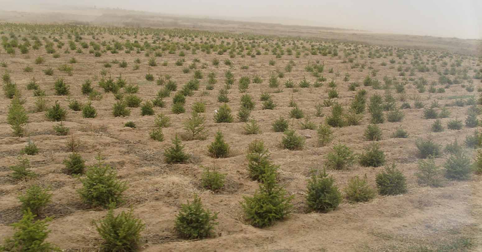 मंगोलियाले मरुभूमिकरणसँग लड्न ४२ मिलियन रूख रोप्यो