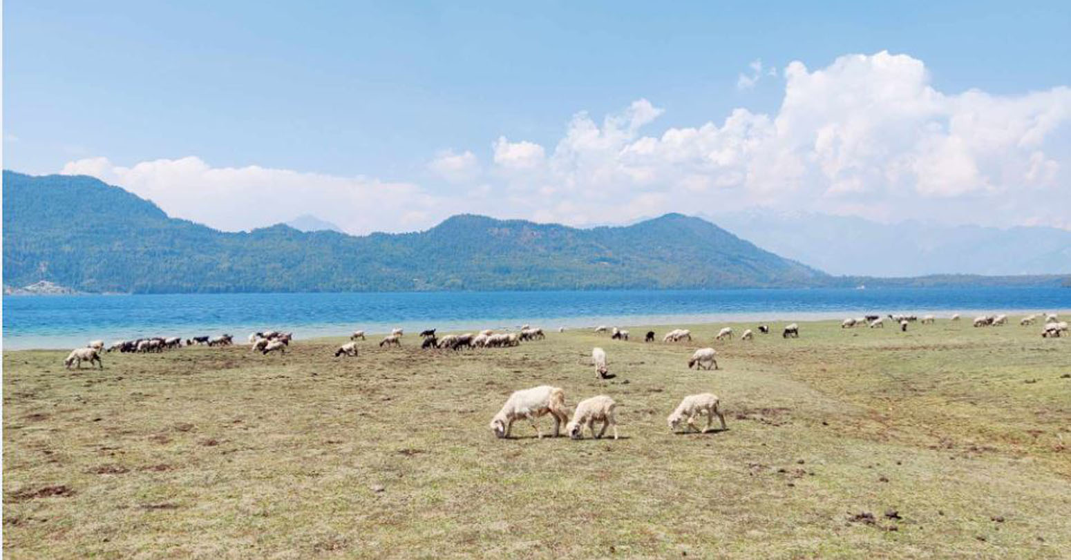 पशुचरनले रारा क्षेत्रको सुन्दरता हराउने चिन्ता, सरोकारवाला निकाय मुखदर्शक