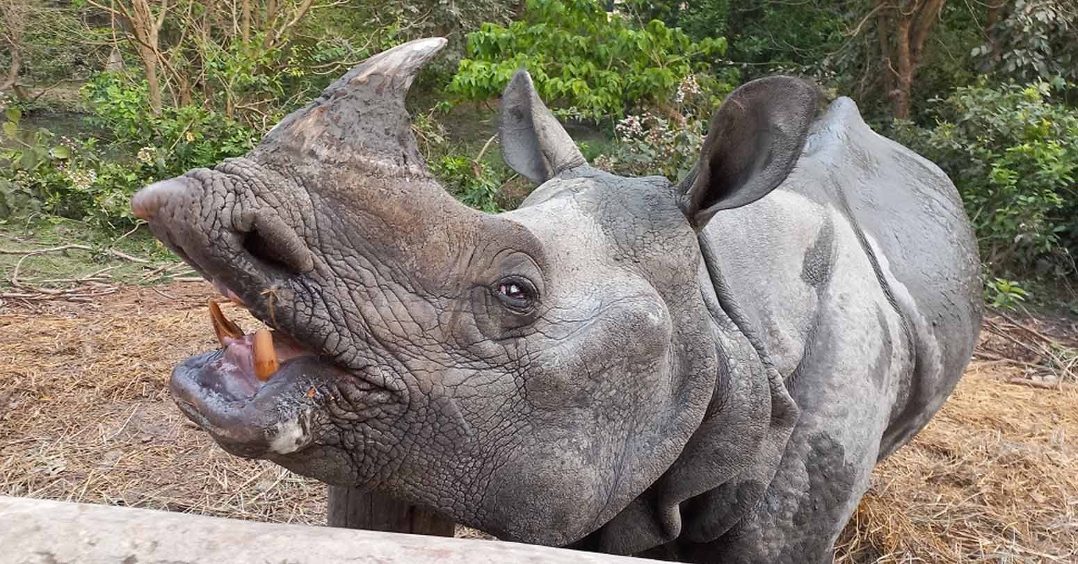 एकसिङ्गे गैँडाको खाग खरिद बिक्रीको अभियोगमा मुद्दा दायर