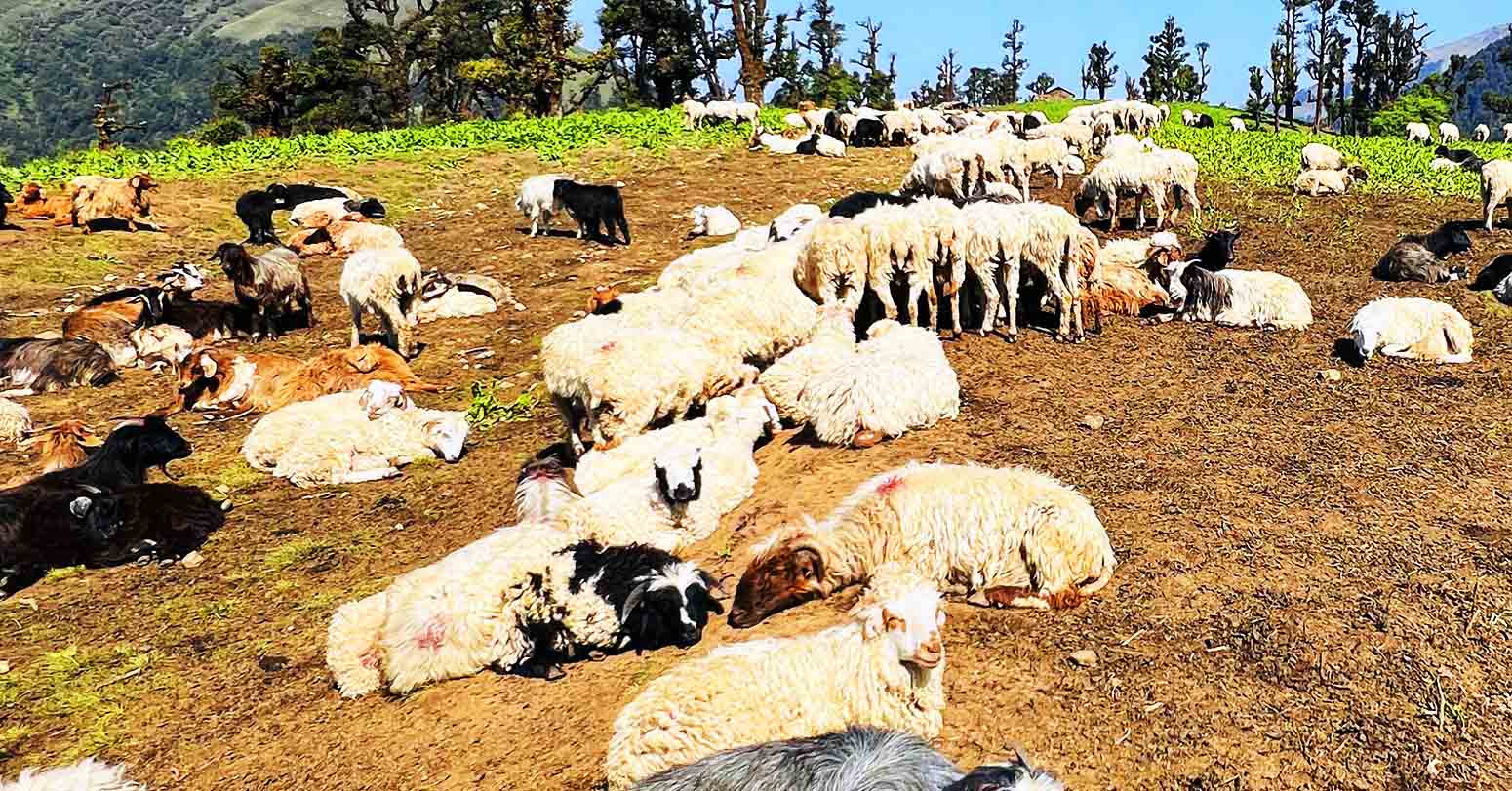 भेडाका बथानले सेताम्य लेक
