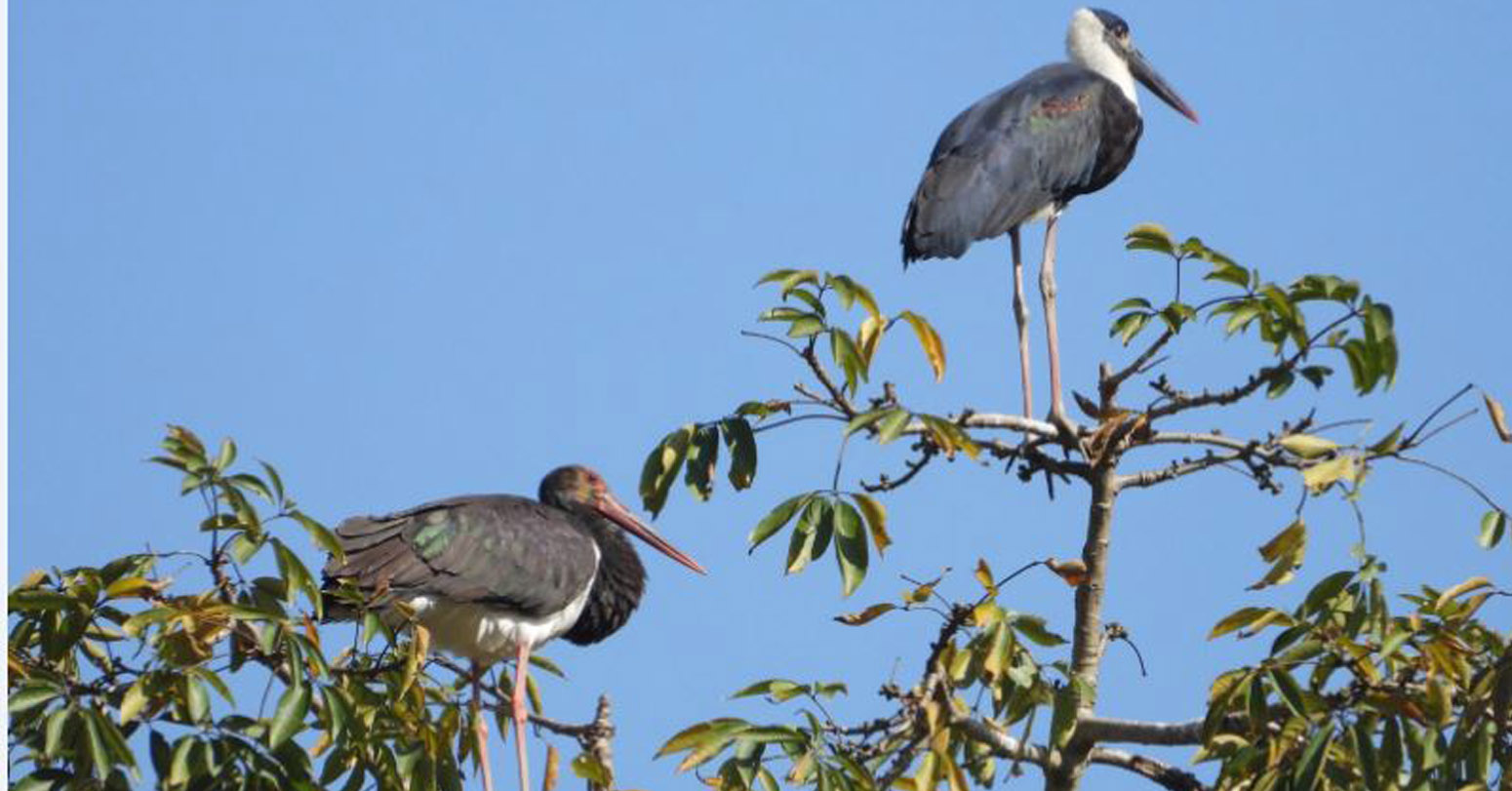 दुर्लभ चराको बासस्थान बन्यो रेसुङ्गा र मदाने