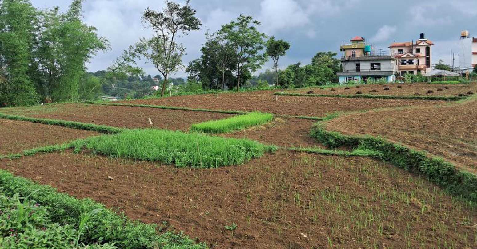 khet bajhai