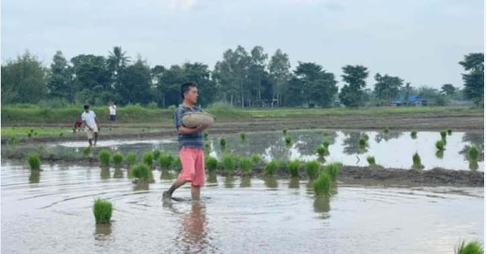 झापामा ११ हजार हेक्टर धानखेत घट्यो, ९२ प्रतिशत भन्दाबढी धान रोपाइँ