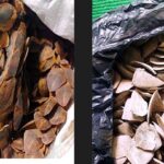 अभियुक्तबाट पोल खुलेपछि सालकको खपेटासहित ३ जना पक्राउ
