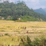 दाङमा धान उत्पादन बढ्यो