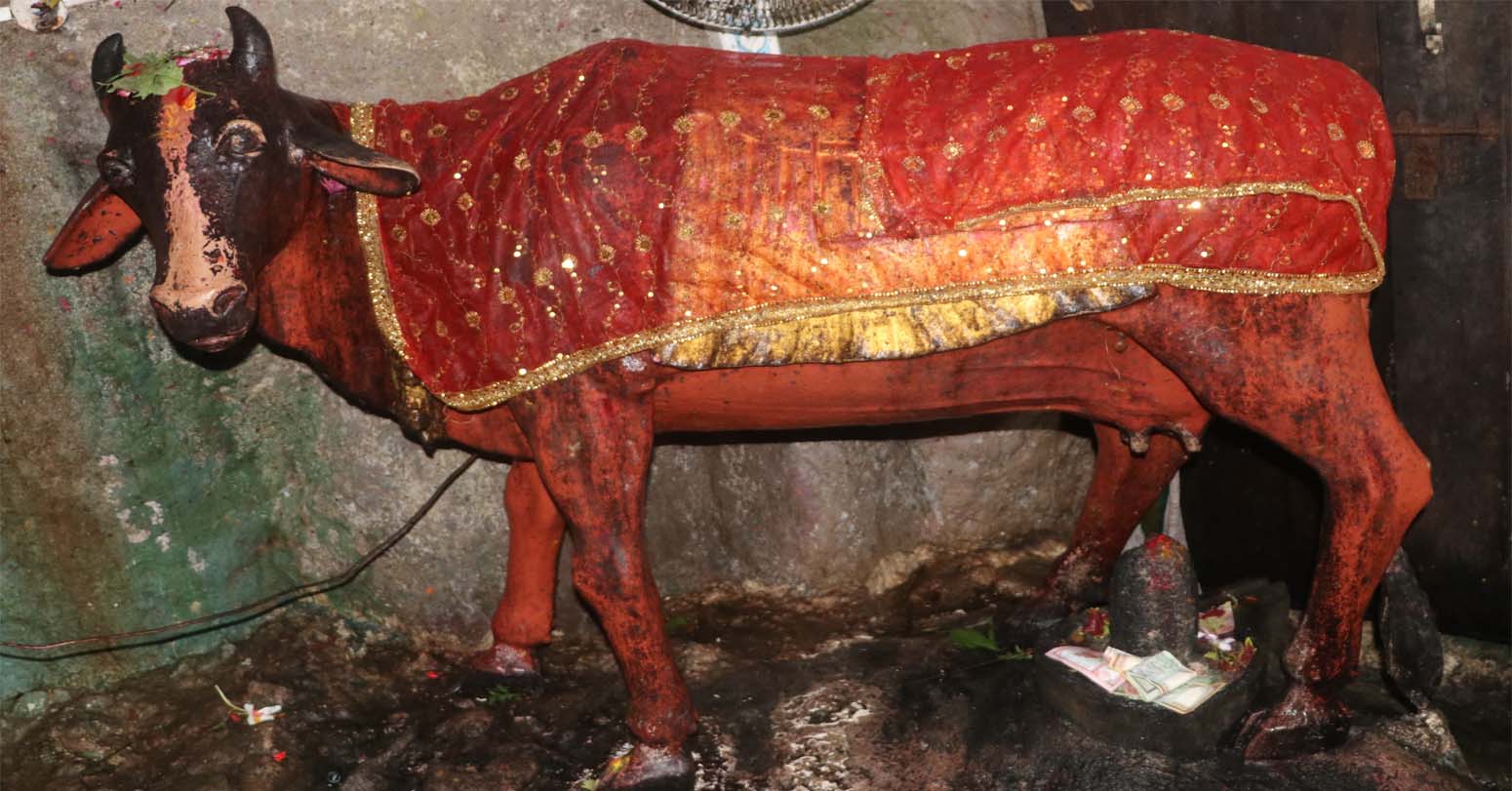 गुप्तेश्वर गुफाको आम्दानीको स्रोत कामधेनु गाई