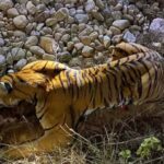 रुम्बाको ज्यान लिने बाघ नियन्त्रणमा